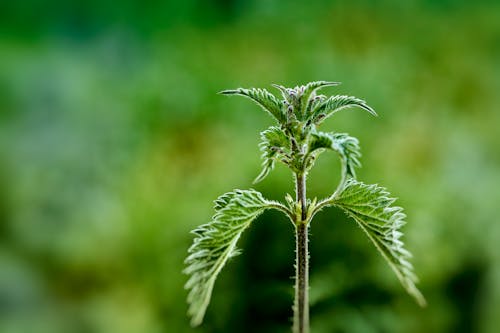 Ücretsiz arka plan bulanık, bitki, büyüyen içeren Ücretsiz stok fotoğraf Stok Fotoğraflar