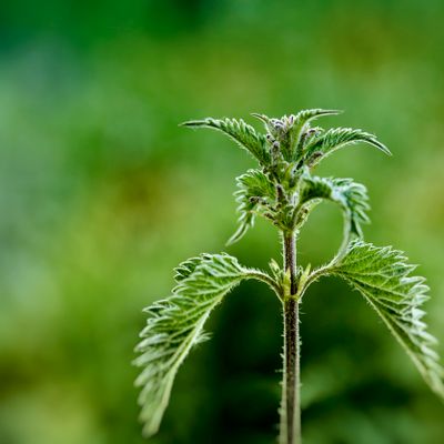 Plant zòti (ortie) frè ak gout dlo