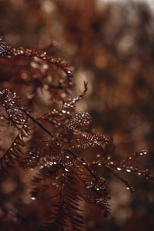 Plants With Water Droplets