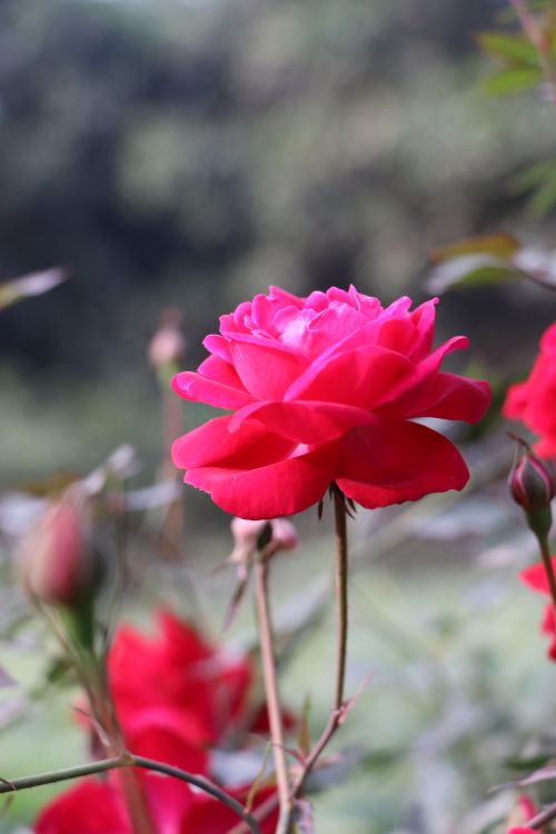 Free A close-up of a blooming red rose with delicate petals against a lush green background. Stock Photo