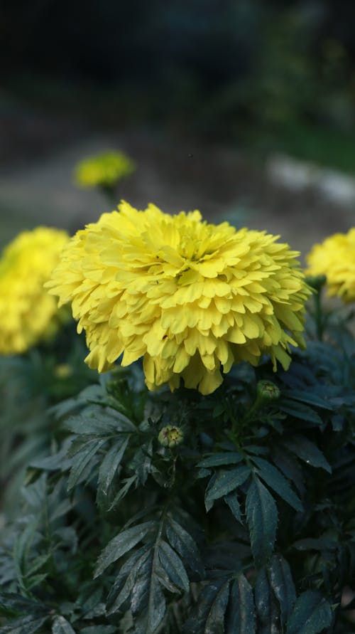 Yellow Flowers in Shallow Focus