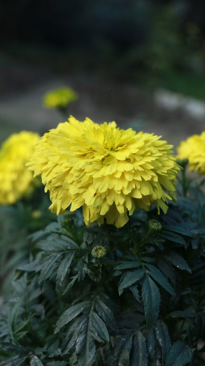 Ilmainen kuvapankkikuva tunnisteilla epäselvä tausta, keltaiset kukat, kukinta