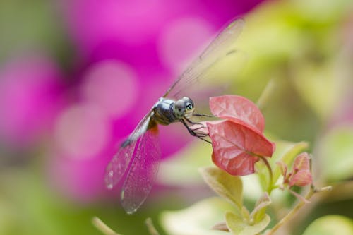 Macro Shot of a Dragonfly on a Pink Leaf