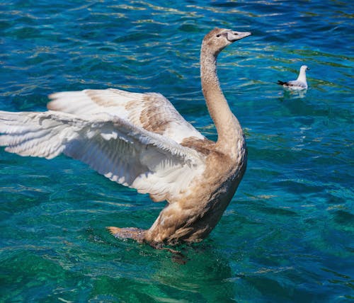 Free Brown and White Goose on Clear Water Stock Photo