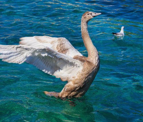 Free A young swan spreading its wings on a vibrant lake with a seagull nearby, symbolizing nature. Stock Photo