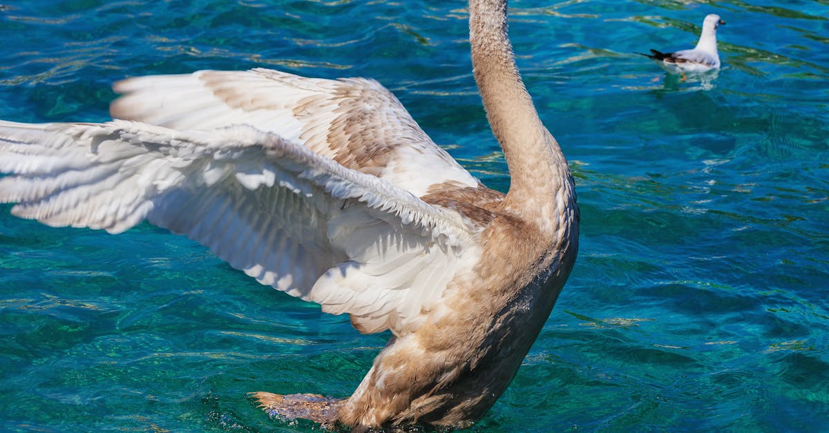 Brown and White Goose on Clear Water
