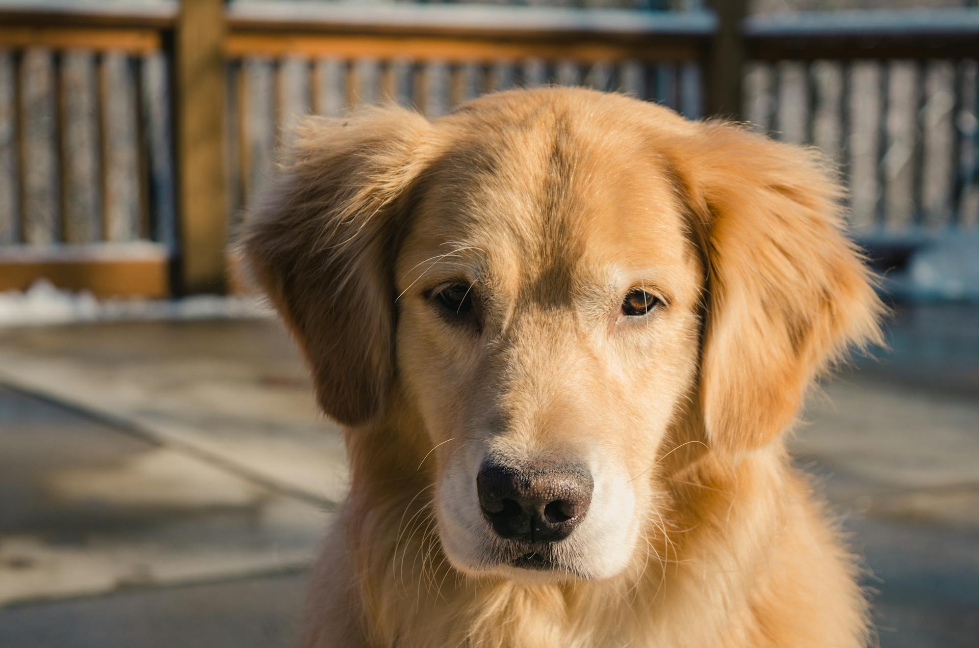 Volwassen golden retriever close-up foto