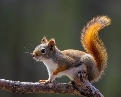 Free Squirrel with fluffy tail on dry tree twig Stock Photo