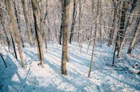 白雪皑皑的森林宁静安详，阳光在地面投下阴影，尽显冬日之美