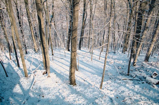 A tranquil snowy forest with sunlight casting shadows on the ground, showcasing winter's beauty.