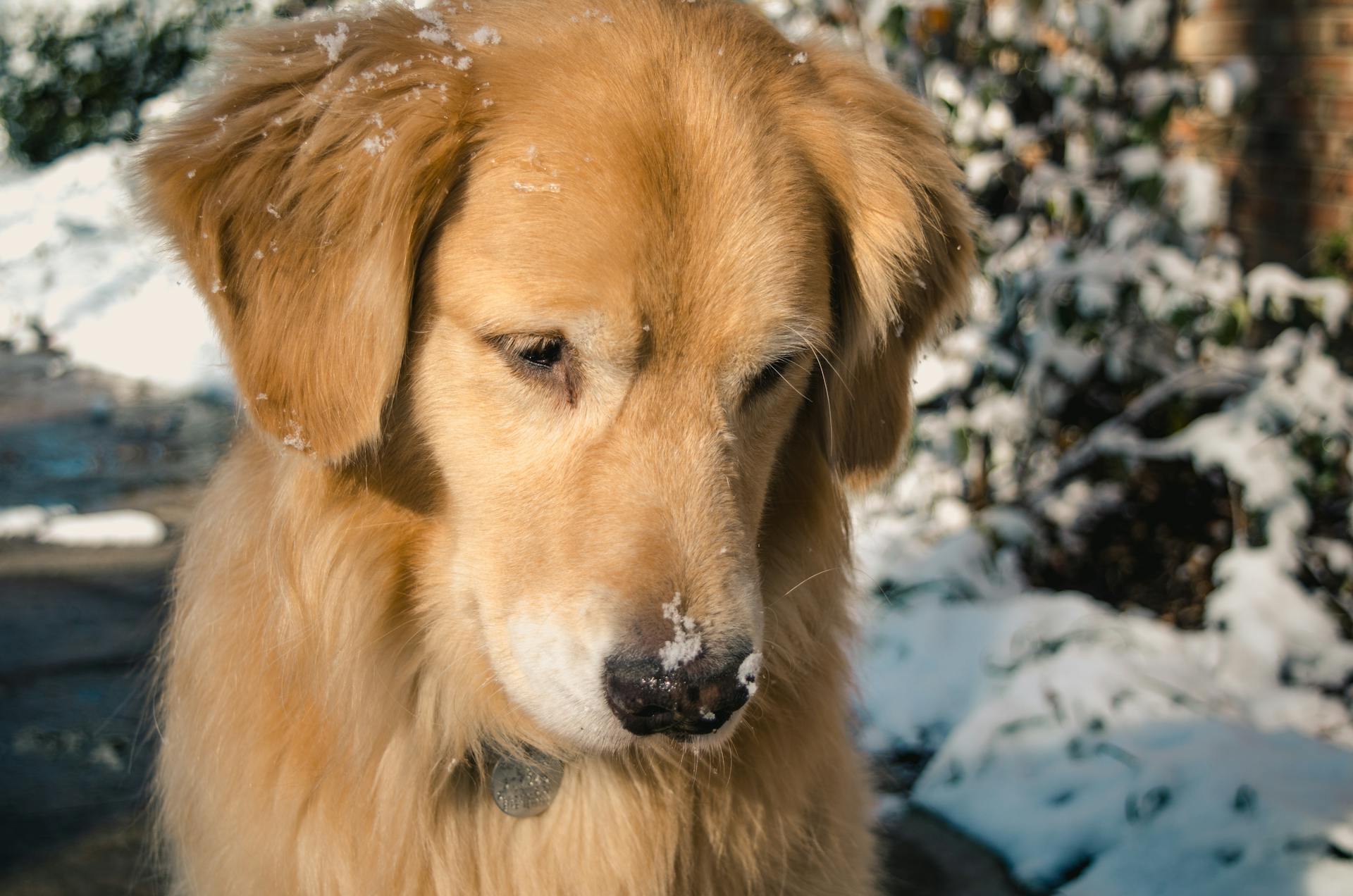 Adult Golden Retriever Close-up Photo