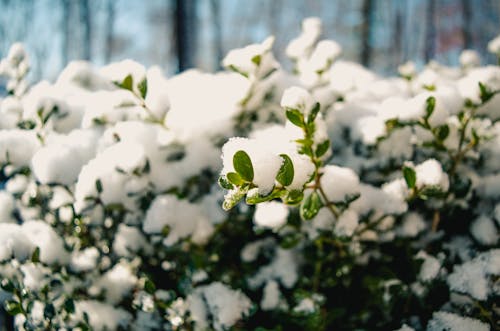 摄影在植物上的雪