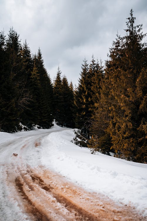 Základová fotografie zdarma na téma mrazivo, příroda, rýma