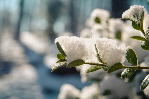 冬, 枝, 溶融の無料の写真素材