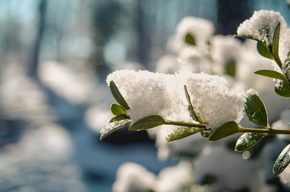 When To Grow Broccoli | How To Grow Broccoli | Cold Season Growing Guide