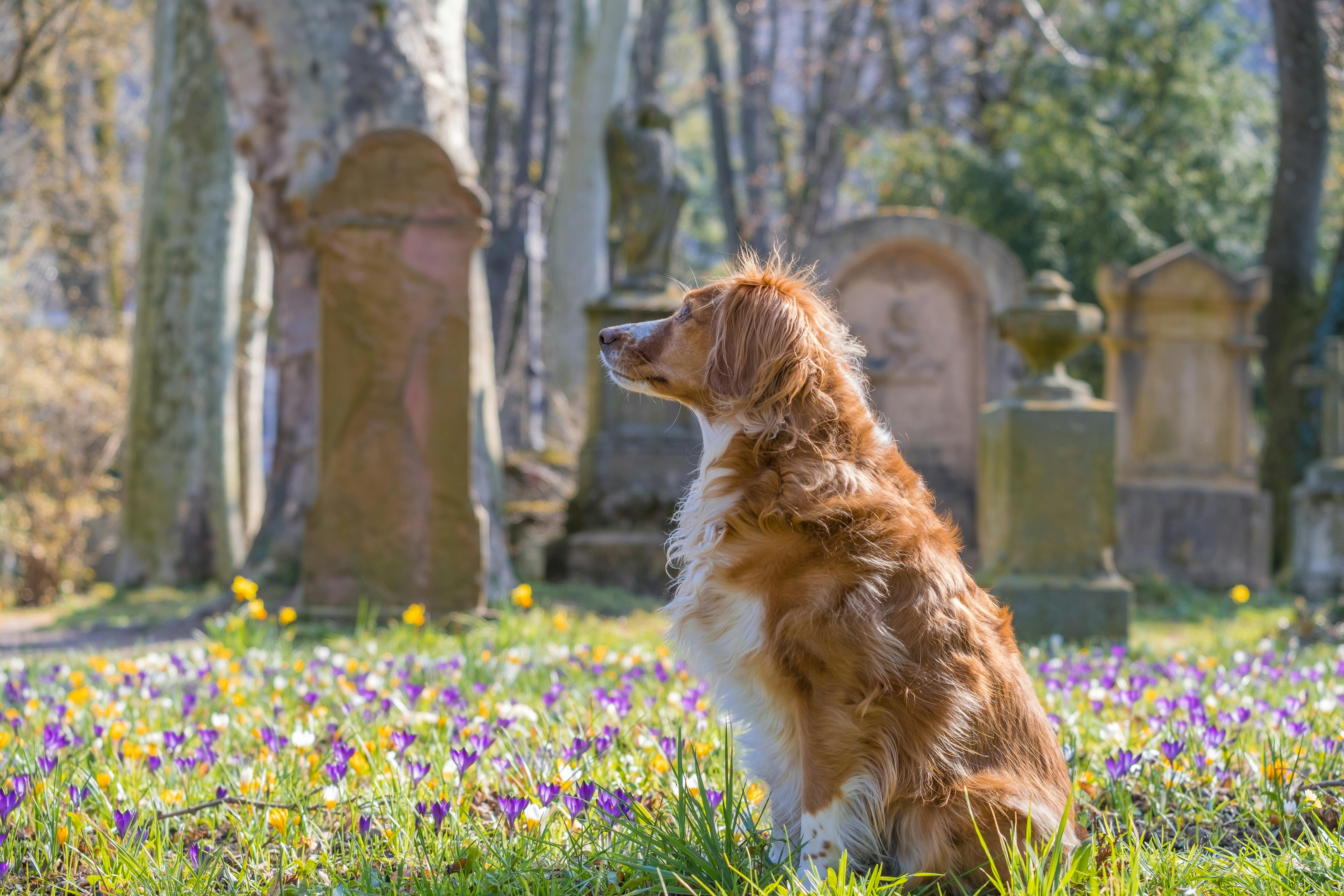 Spring Season Pet Safety Tips - WGN — Photo by Ilo Frey on Pexels
