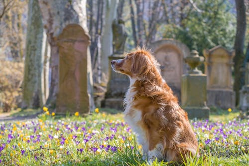 Gratis stockfoto met beest, bloemenveld, dog-fotografie