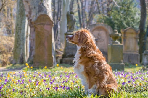 Foto stok gratis anjing, anjing golden retriever, bidang bunga