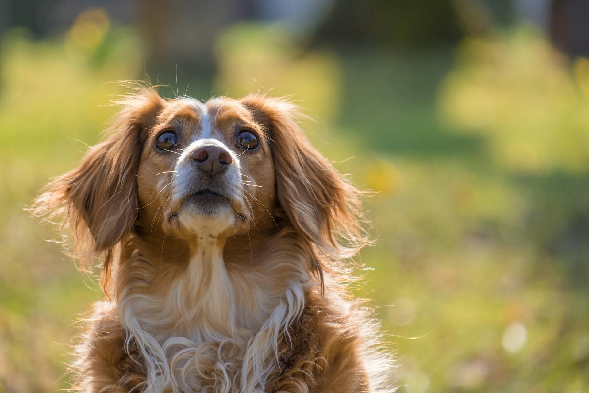 Vue rapprochée d'un curieux chien blanc et brun