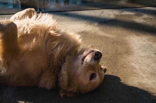 Golden Retriever Adulto Deitado Em Uma Estrada De Concreto