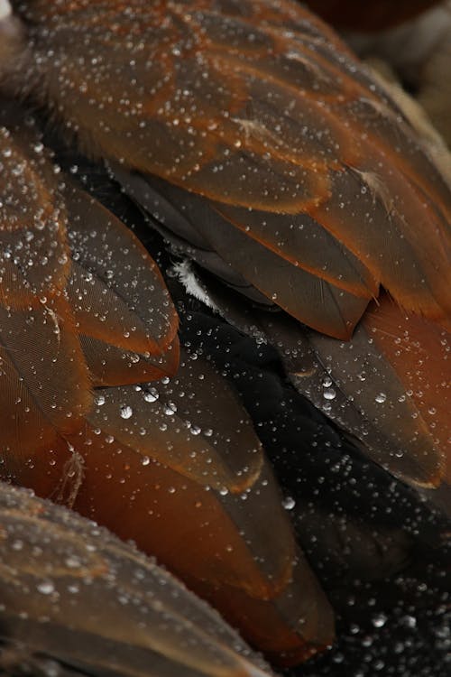 Bezpłatne Darmowe zdjęcie z galerii z mokry, pionowy strzał, pióra Zdjęcie z galerii