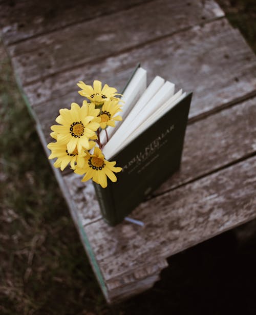 Free Blooming Gazania bouquet between book pages on wooden planks Stock Photo