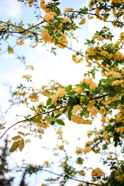 Blossoming rose bush with yellow flowers in garden