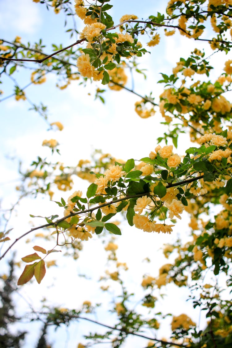 Blossoming Rose Bush With Yellow Flowers In Garden