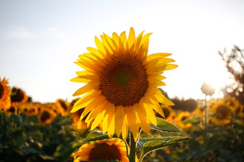 Blooming sunflower with wavy petals in countryside field
