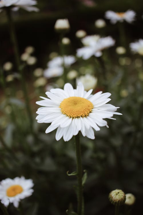 Blooming white flowers with yellow center and gentle petals on thin stem growing in daylight