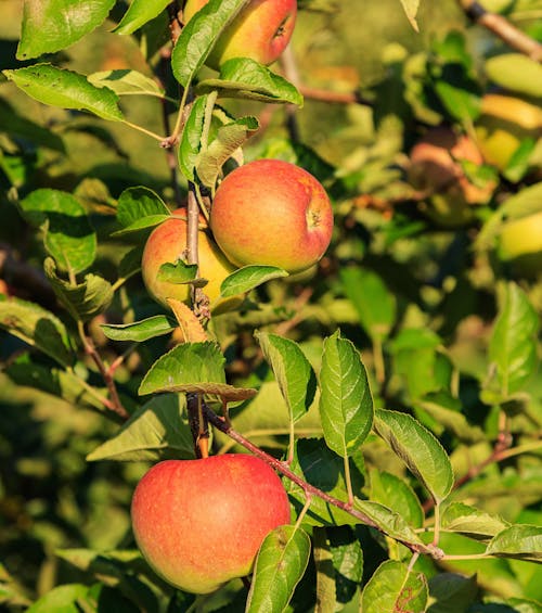 Kostenloses Stock Foto zu apfel, apfelbaum, ast