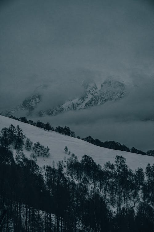 Fotobanka s bezplatnými fotkami na tému chladný, mraky, stromy