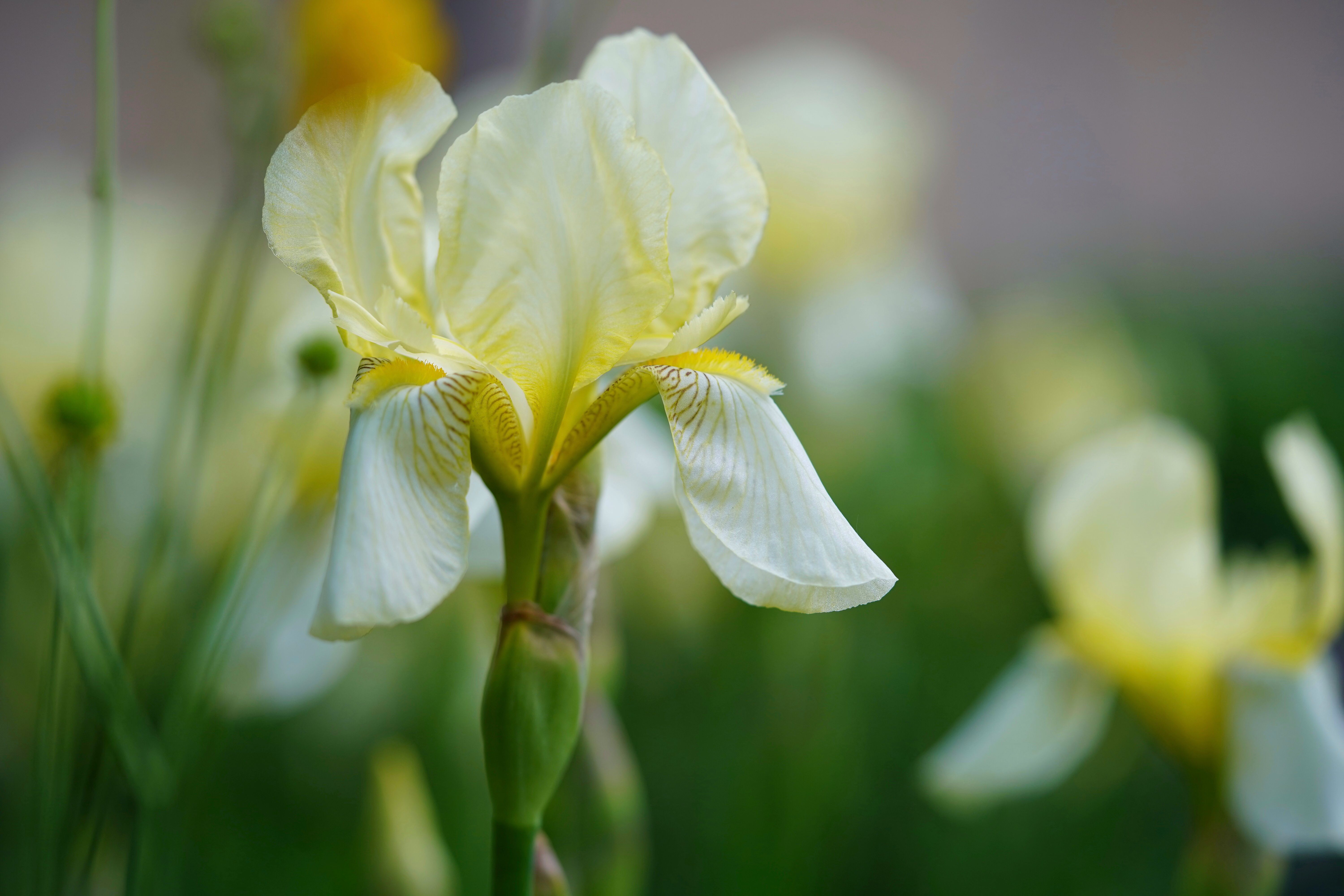 A beautiful close-up of a blooming yellow iris with a blurred green background, capturing the elegance of spring.