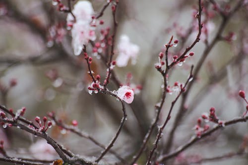 Blooming Sakura tree with frost on curved twigs