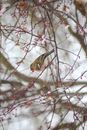 Chaffinch on blooming Sakura tree twig in park