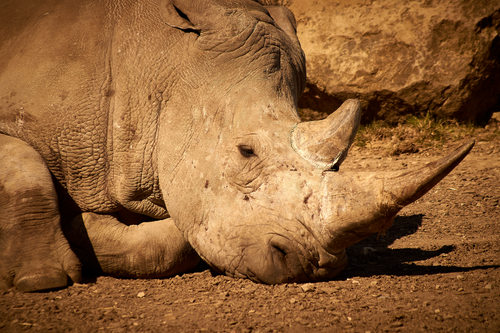 Free A detailed portrait of a rhinoceros lying down, captured in natural sunlight, showcasing its textured skin. Stock Photo