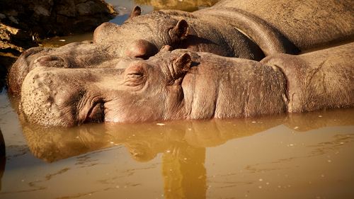 Free stock photo of hippopotamus Stock Photo