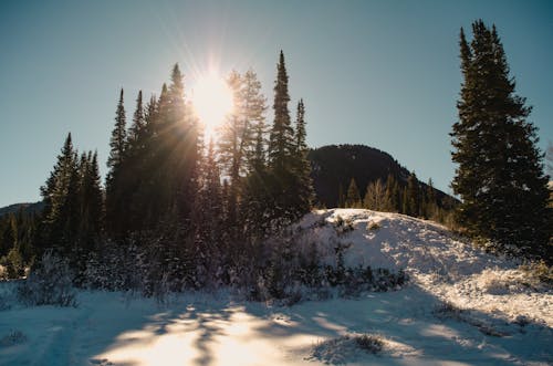 免費 雪與樹山頂 圖庫相片