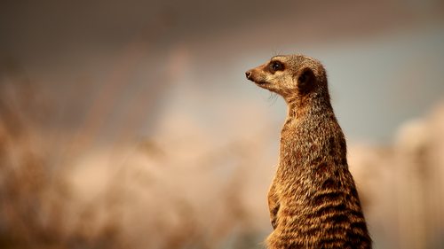 Free A close-up of a meerkat standing alert with a blurred natural background. Stock Photo