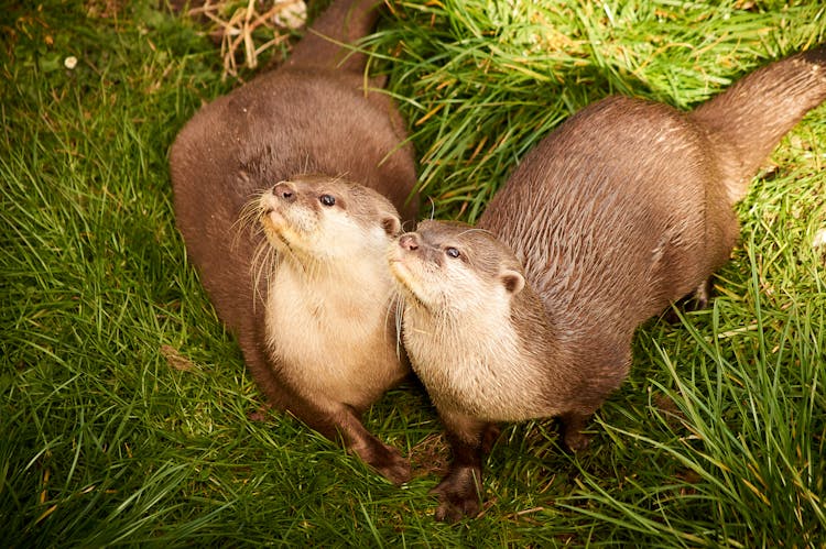 Photo Of Adorable Otters