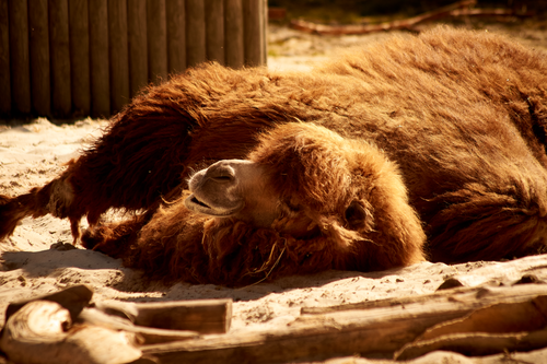 Free stock photo of camel Stock Photo