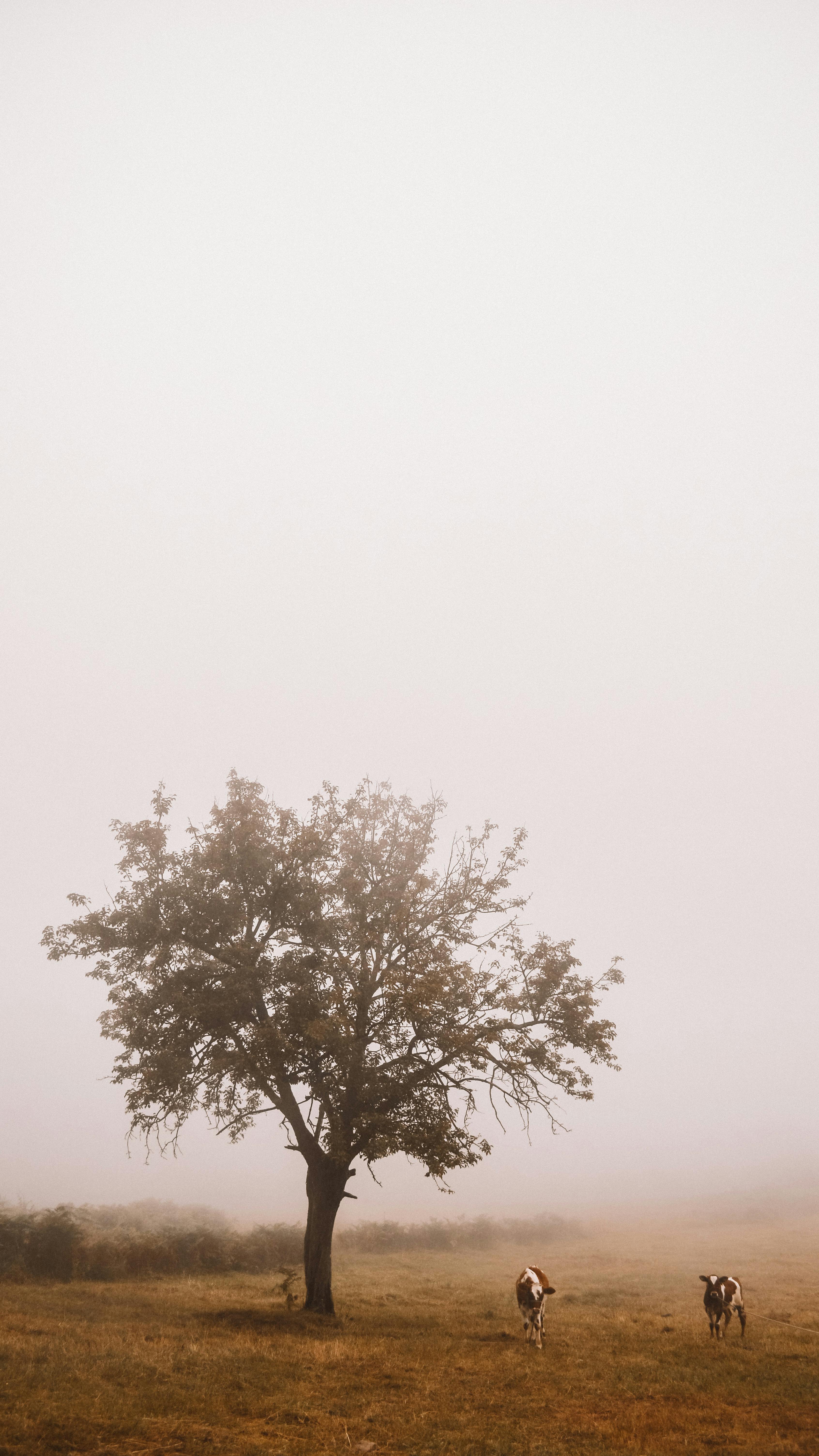 Scenic view of few domestic cows feeding grass on lawn against tree under light sky on foggy day