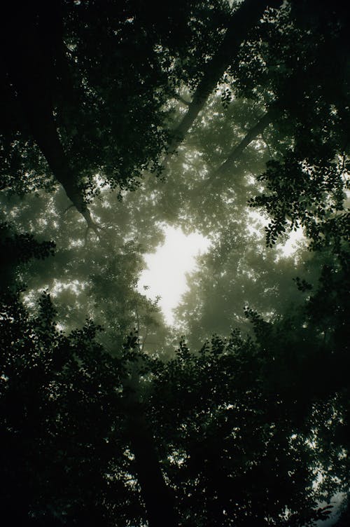 High green trees in forest in dark