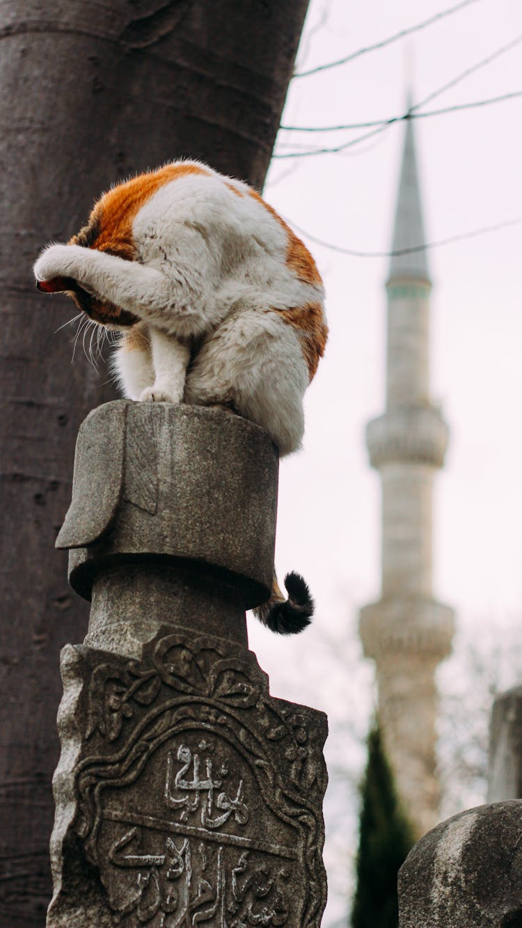 Street Cat Washing Muzzle On Post In City