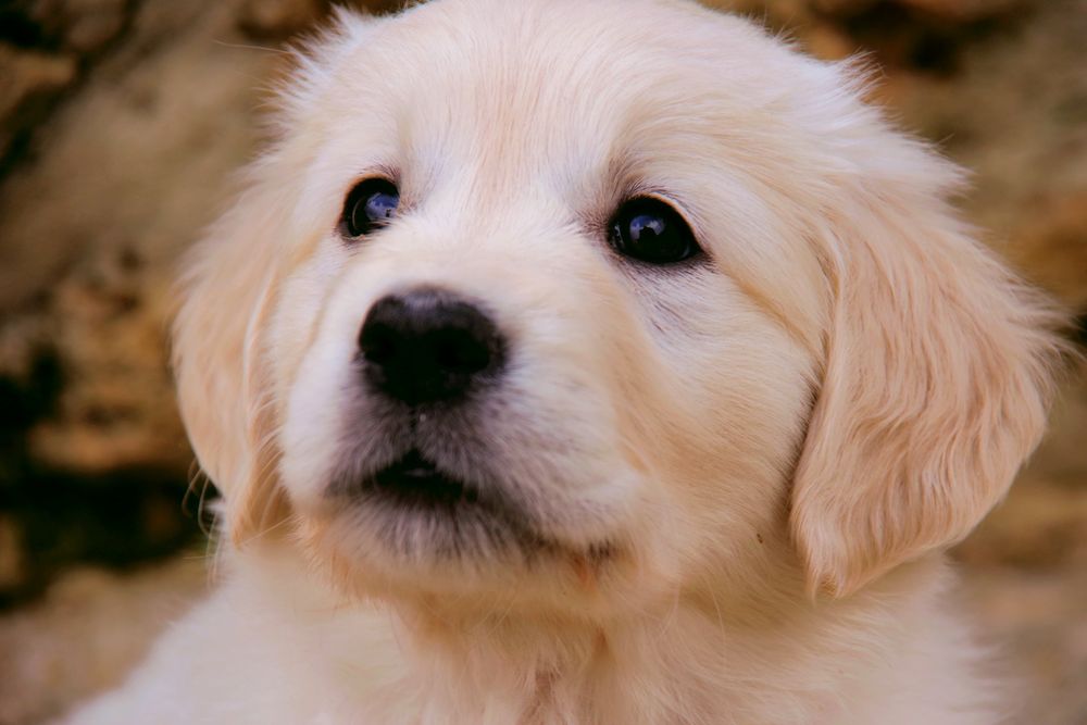 Sleepy golden retriever puppy after playtime