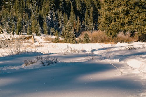 бесплатная Почвенный покров со снегом возле деревьев в дневное время Стоковое фото