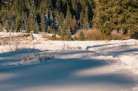 冬日明亮，白雪皑皑，松树繁茂，一片宁静