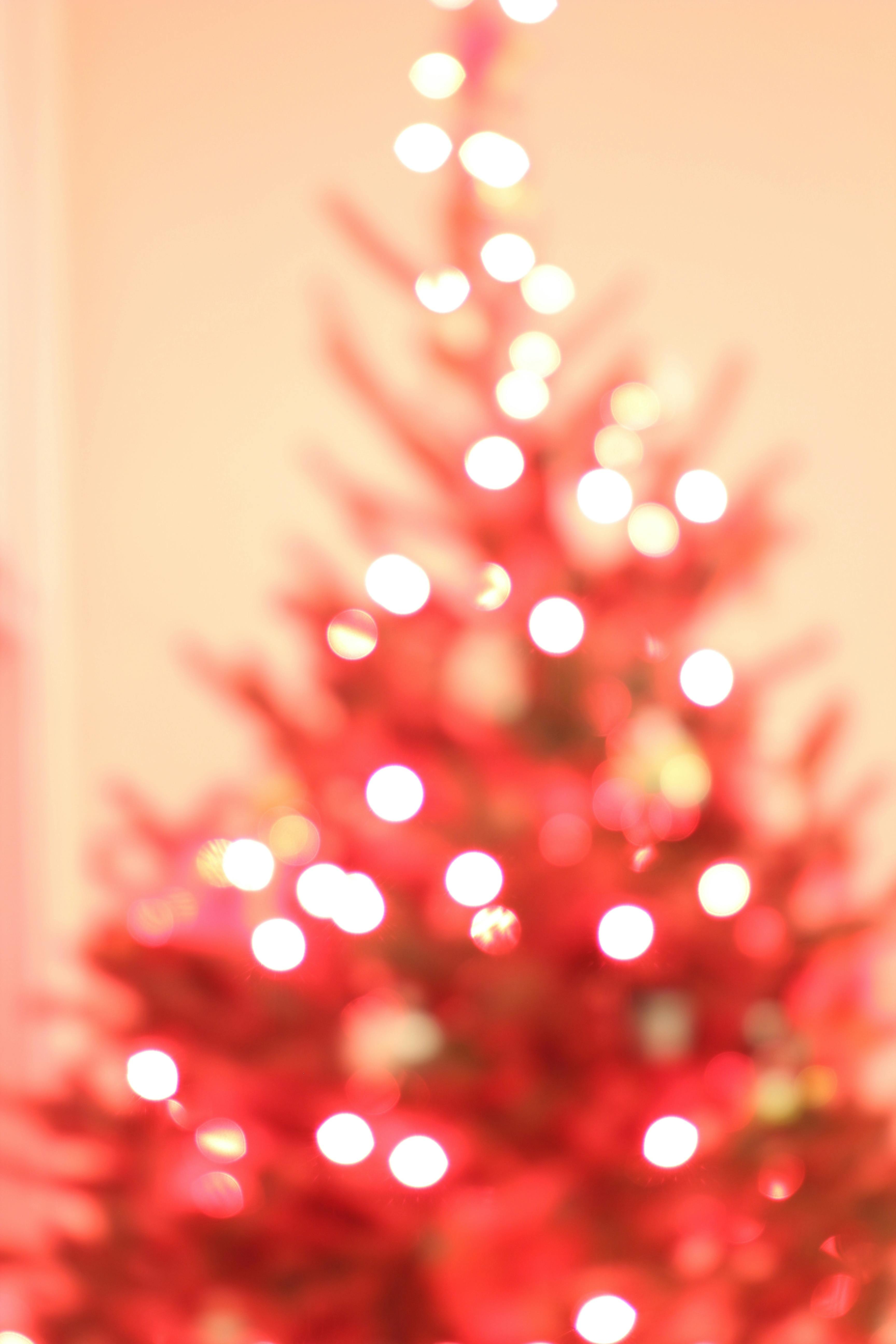 Free stock photo of christmas, christmas tree, lights