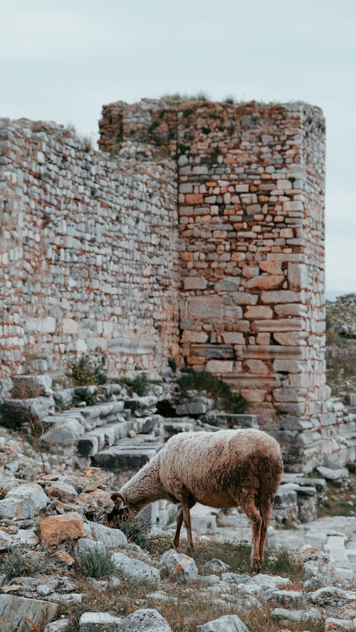 Free Sheep with fluffy wool standing on grassy ground with stones near old demolished building in rural area on summer day Stock Photo