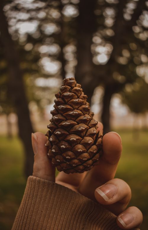 Free Close-up of a hand holding a pine cone with a blurred forest background, showcasing nature's beauty. Stock Photo